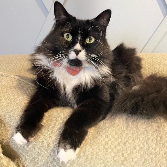 Meet the Posher! - Picture 4 of 16